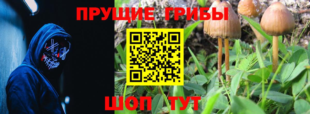 Дмитров  Галлюциногенные грибы Cubensis  Вход с VPN 